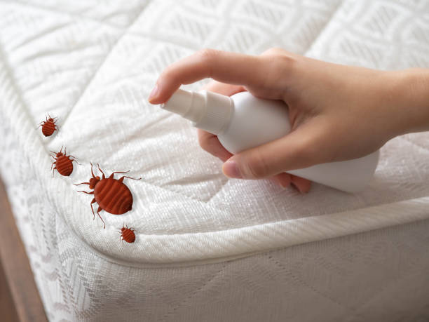 Best Bed Bug Extermination  in South Point, OH