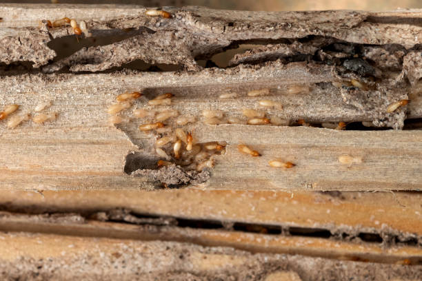 Best Affordable Pest Control Services  in South Point, OH
